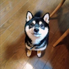 	盧森堡      