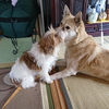 たく兄🐶🍓🐰🍑