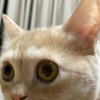 みかん