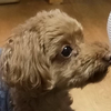 はるまき