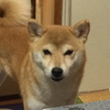 裕