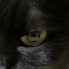 らいじん