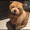 ケポポ