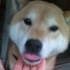 柴犬ラブ