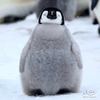 🐧.*･ﾟ🐿💞