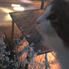 テラ　#ミスター唐揚げ
