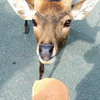 あ！鹿せんべい！！鹿ち🦌