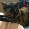 こぴ🐱🎀
