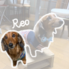 Ｌeo
