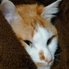 タイガーキャロル🐯