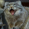 まぬるねこ
