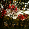 立花悠