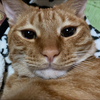 どっくん会長*´꒳`ฅ
