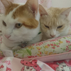 まさあきフォロバ100パ☆