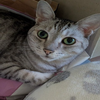 チャッピー🐈💚