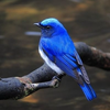 𝕓𝕝𝕦𝕖𝕓𝕚𝕣𝕕🐦☮️#ライバー応援