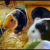 ミルココ🐹🍈
