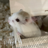 ミニー