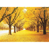 Yellow Forest