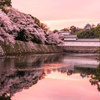 桜田門の助🌸