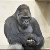 ゴリ🦍