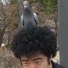 おしゃべりクソアフロ