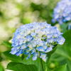 紫陽花