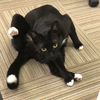 ギル