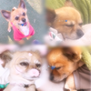 みう💍💙#withペット🐶
