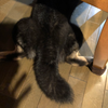 タヌもん