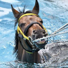  ヨシ 🐴 
