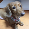 うなうなうなぎ
