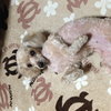 ┏○ﾍﾟｺ🐶🦴