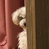 ┏○ﾍﾟｺｯ🐶🦴
