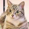 とらにゃんぴんぐ