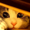 三毛猫   🌼