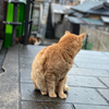 けい
