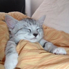 そんな猫