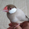 🍫🍵💫🐕♥文鳥のマロンくん(🎹)🍋🍠🐈💕