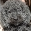 かずし