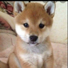 やすくん