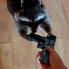 Mechku