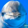 ドルフィン🐬
