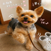 けんけん🫙🐶