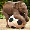 elephant🐘