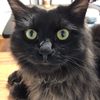 とてつもなく可愛い黒猫