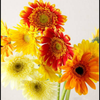 🌼*🌻ﾊﾅﾊﾅ🌻*🌼