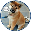 こっつん