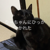 紫音