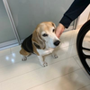 ビーグ